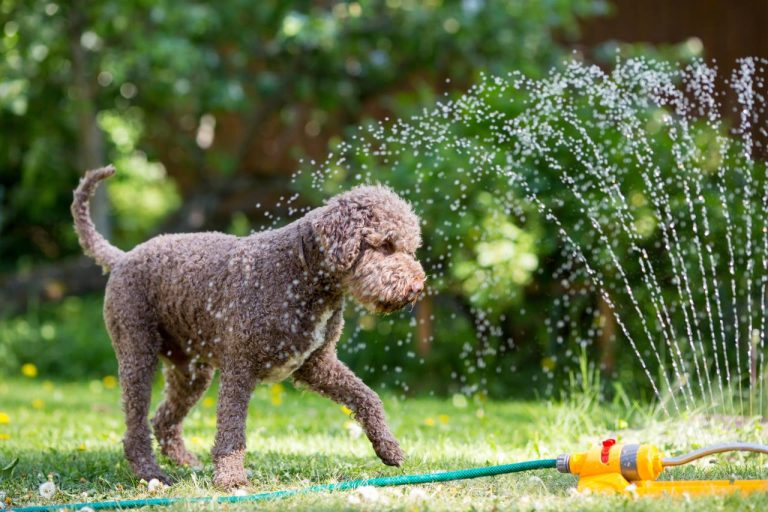 Tapis rafraîchissants, friandises glacées, bains de pattes : comment les propriétaires d&rsquo;animaux survivent aux canicules