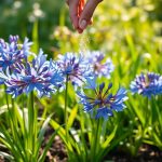 Les agapanthes ont besoin de ce coup de pouce avant la mi-juillet pour offrir un maximum de fleurs