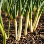 Poireaux trop fins au potager : ce détail de culture que la plupart des jardiniers négligent