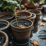 Vos pots restent détrempés après la pluie, les racines souffrent : comment améliorer le drainage avant l’hiver